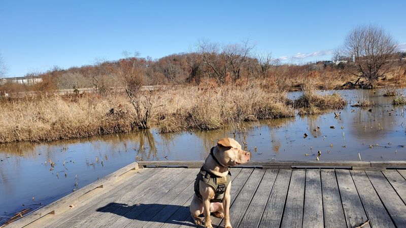 Dog-Friendly Trails That Four-Legged Visitors Love