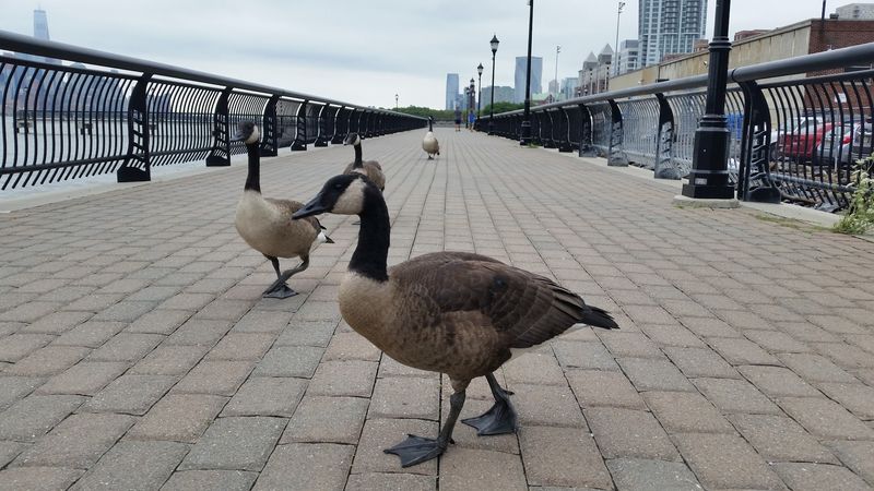 Dogs, Geese, and the Local Wildlife Situation