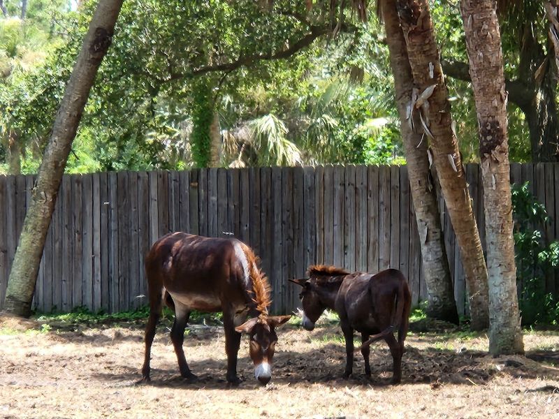 Donkeys from Peaceful Valley and the BLM Connection