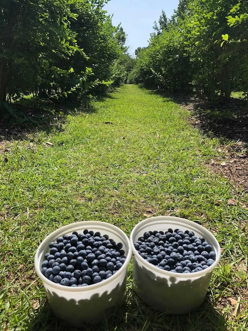 Dr. Young's Pond Berry Farm — Angier, North Carolina Dr. Young's Pond Berry Farm — Angier, North Carolina