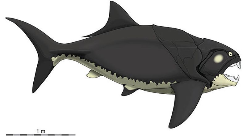 Dunkleosteus Dunkleosteus