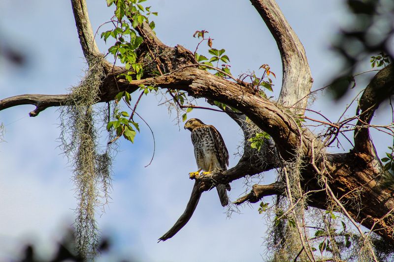 Eagle Roost Trail: Where Bald Eagles Steal the Show