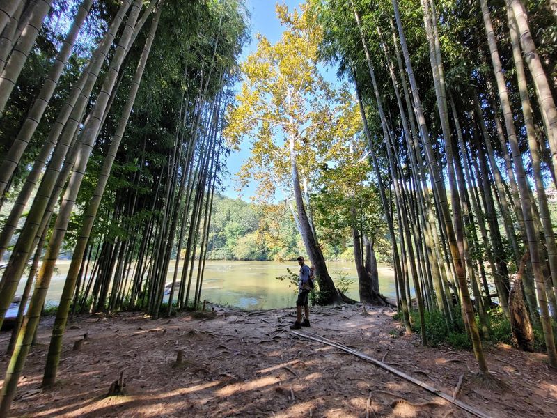 East Palisades Trail Bamboo Forest, Atlanta, Georgia East Palisades Trail Bamboo Forest, Atlanta, Georgia