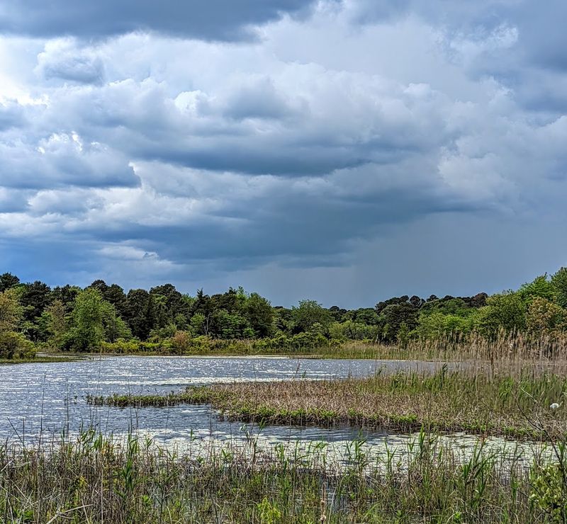 Edwin B. Forsythe National Wildlife Refuge, Oceanville, New Jersey Edwin B. Forsythe National Wildlife Refuge, Oceanville, New Jersey