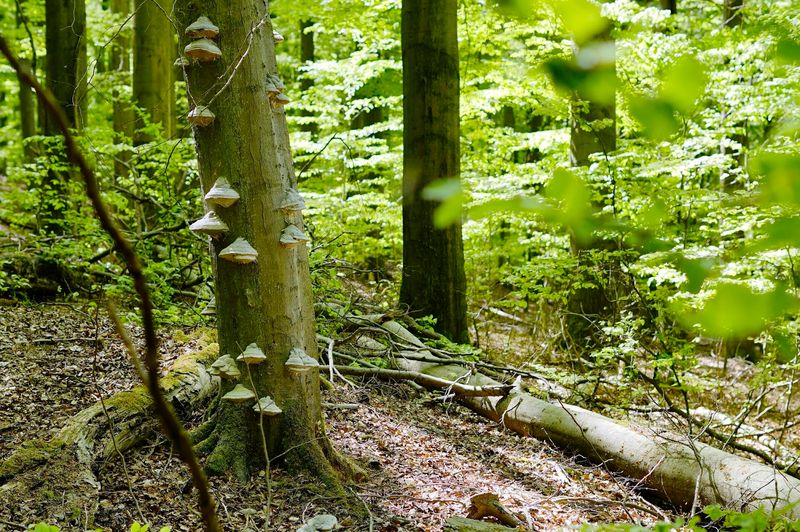 Eifel National Park, North Rhine-Westphalia Eifel National Park, North Rhine-Westphalia