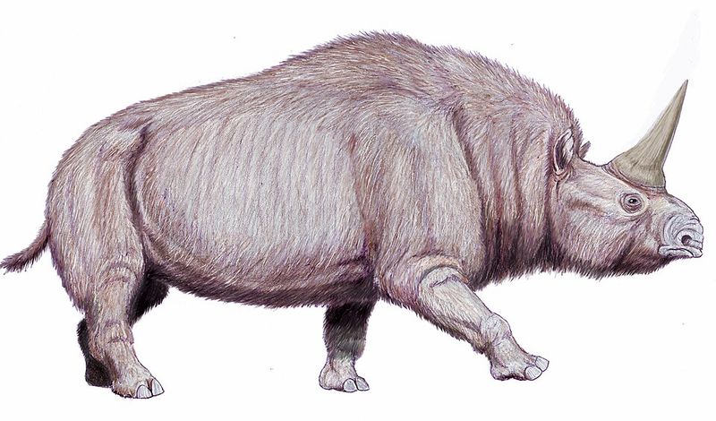 Elasmotherium Elasmotherium