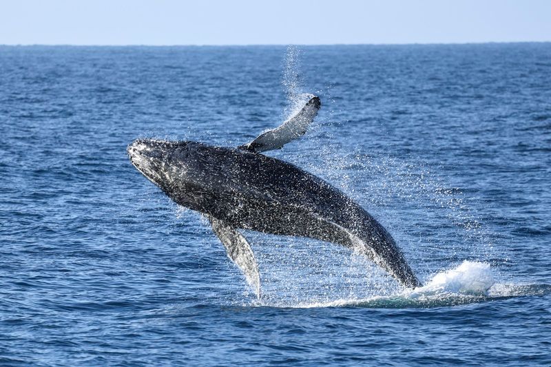 Whale Watching and Harbor Cruises