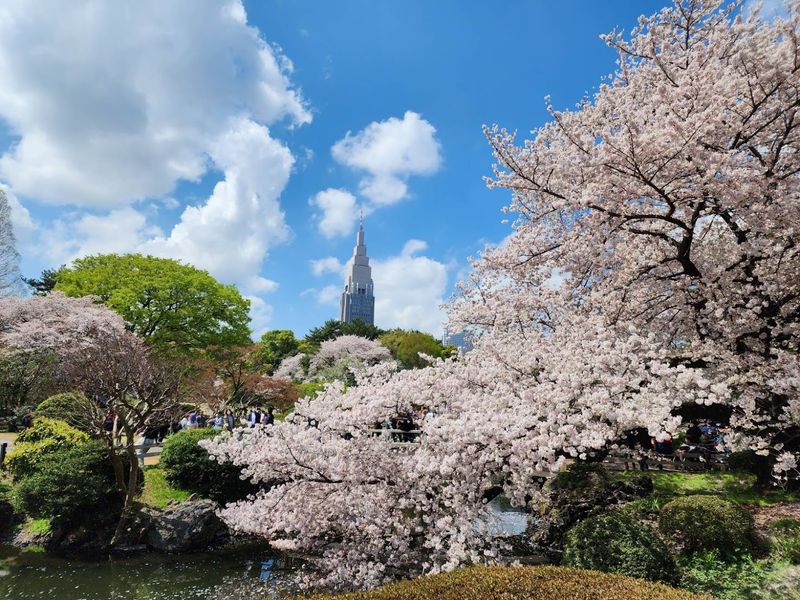Experience Cherry Blossom Season in Japan