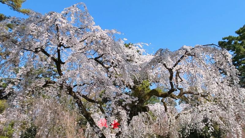 Experience Kyoto During Cherry Blossom Season, Japan
