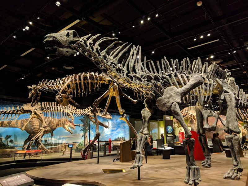 Explore the Denver Museum of Nature & Science