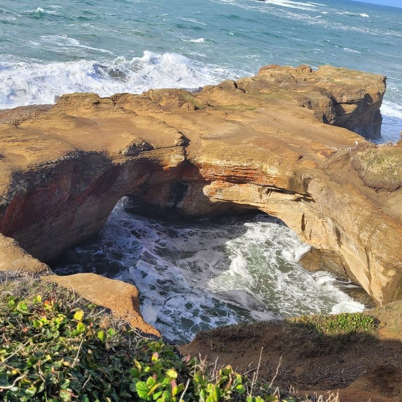Exploring the Oregon Coast Aquarium Connection and Local Marine Life