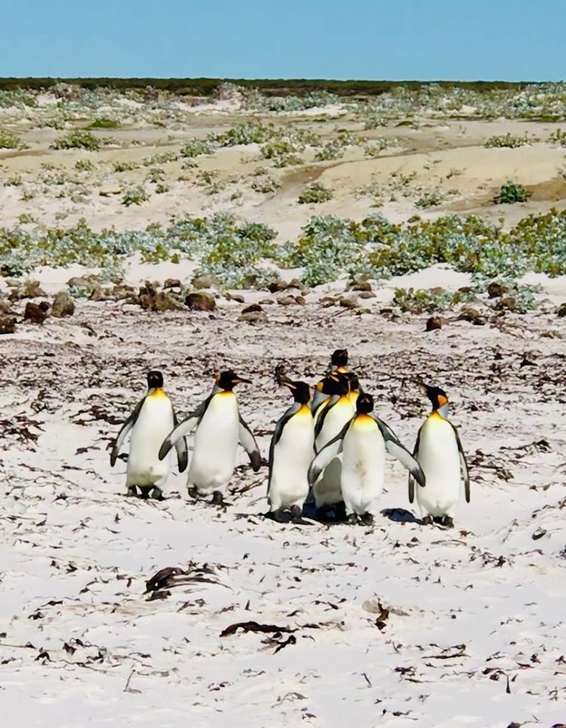 Falkland Islands, South Atlantic Ocean