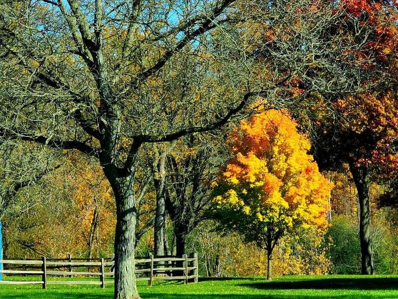 Fall Colors That Turn the Park Into Something Else Entirely