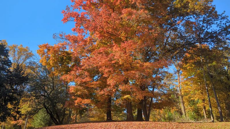 Fall Colors That Turn the Park Into a Living Painting Fall Colors That Turn the Park Into a Living Painting