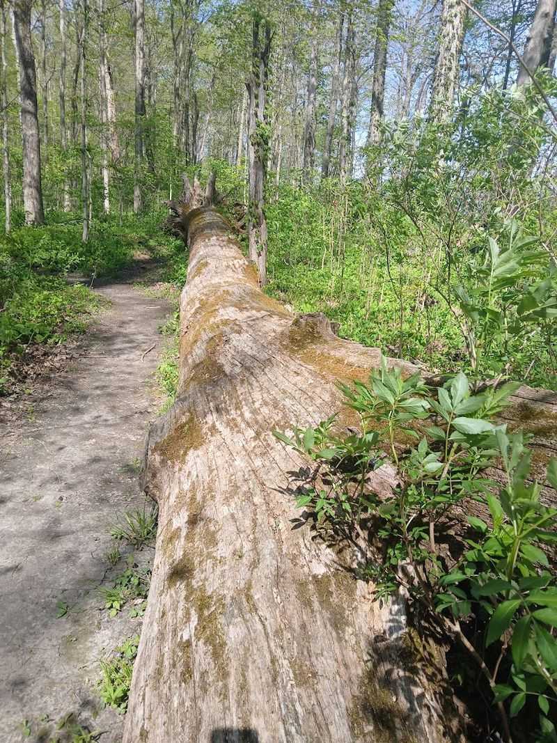 Fallen Trees That Are Still Alive Fallen Trees That Are Still Alive