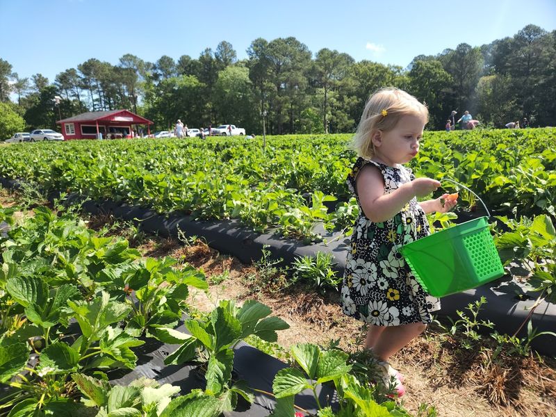 Family-Run U-Pick Farms Across the Triangle — Central North Carolina Family-Run U-Pick Farms Across the Triangle — Central North Carolina