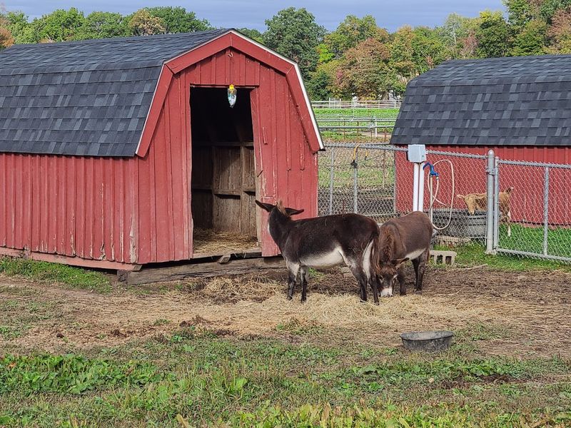 Farm Animals Add to the Experience Farm Animals Add to the Experience