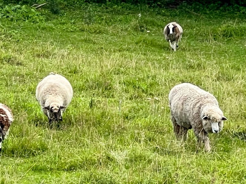 Farm Animals Along the Tour Route
