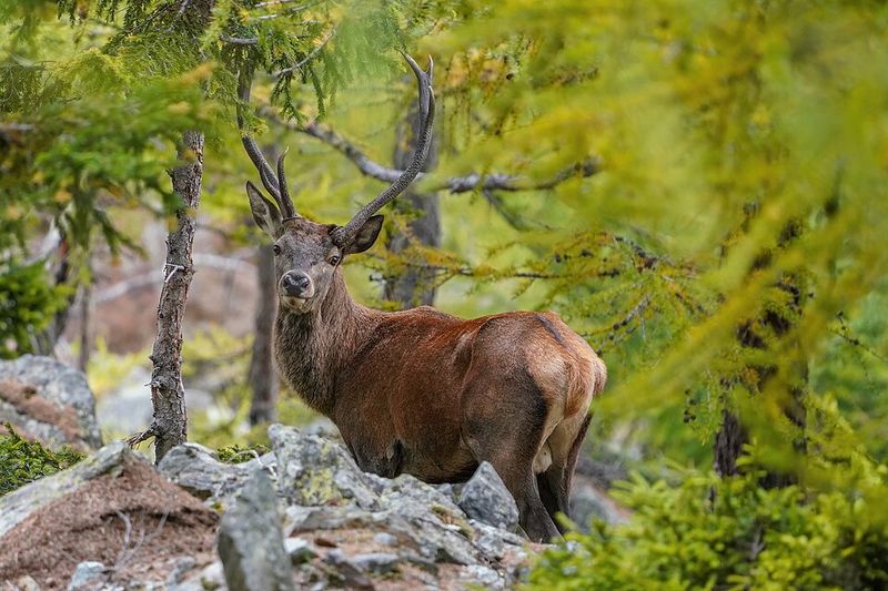 Fatal Deer Collisions
