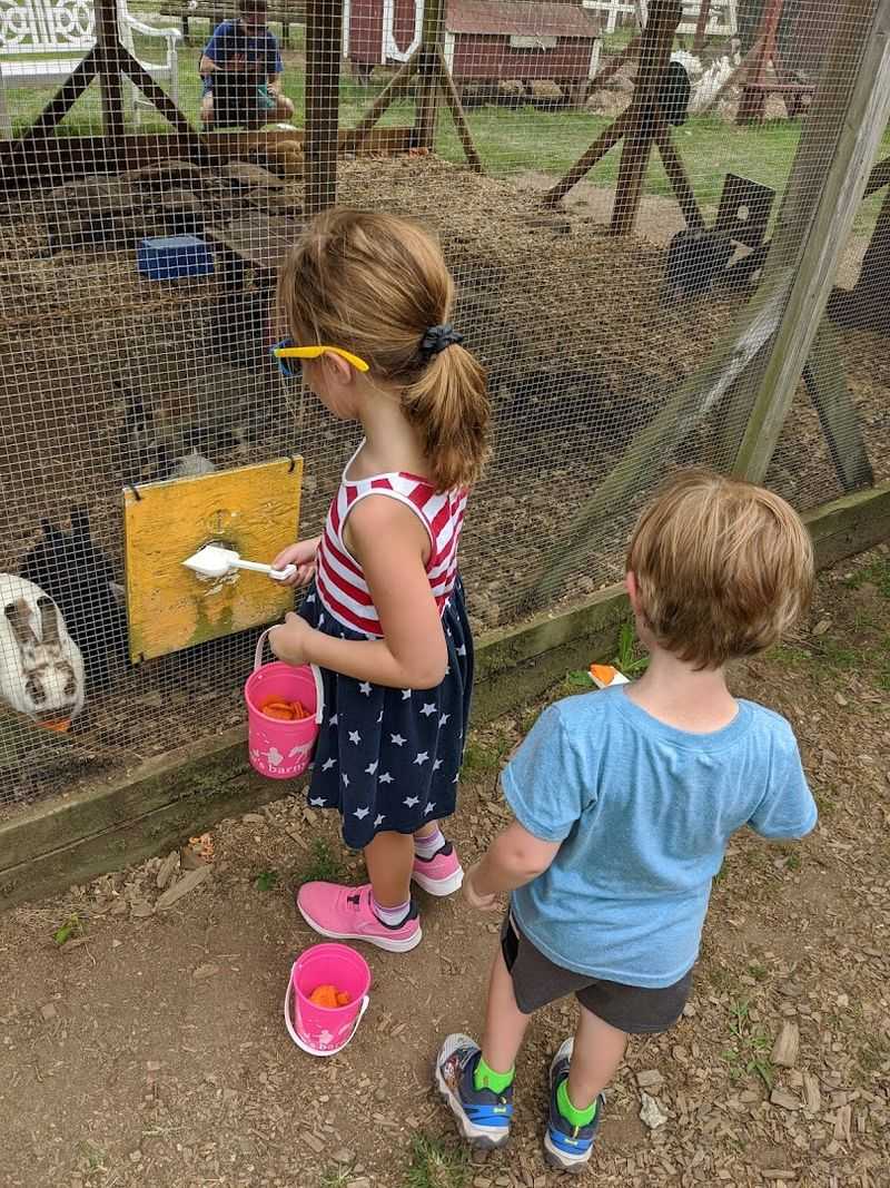 Feeding Time: The Carrot Bucket Experience