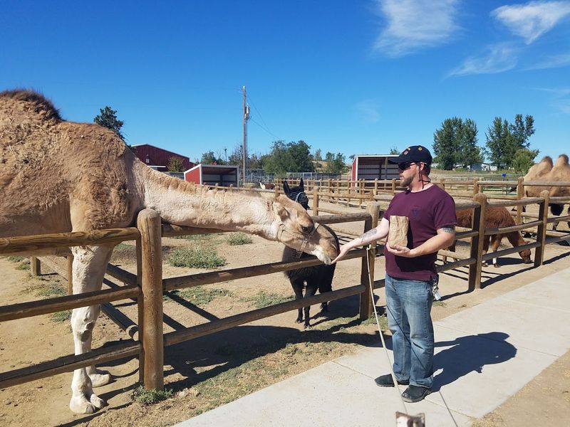 Feeding the Hooved Animals Is Pure, Simple Joy Feeding the Hooved Animals Is Pure, Simple Joy