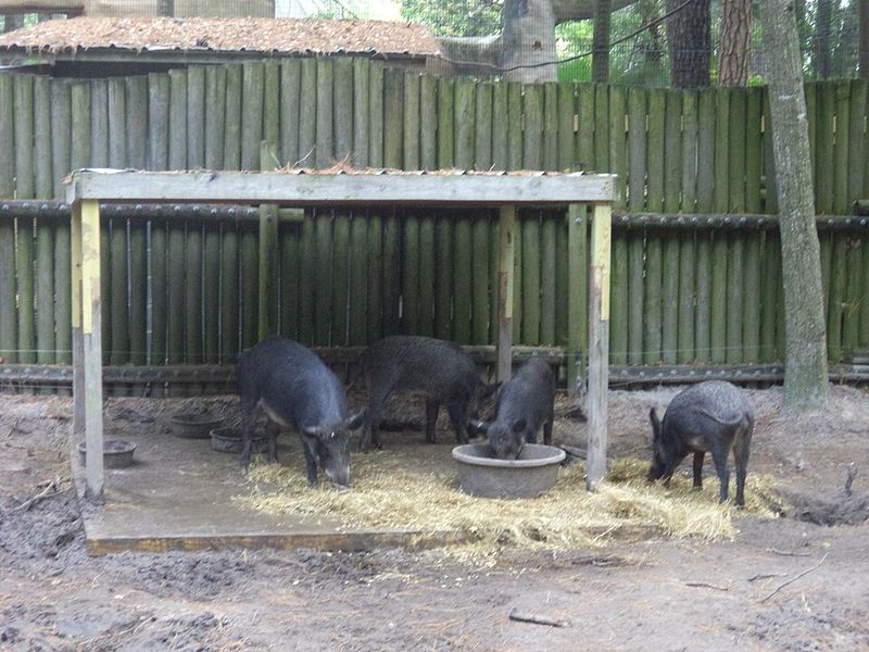Feral Hogs Feral Hogs