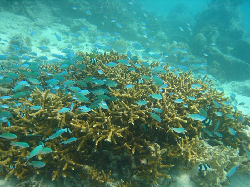 Fiji Fiji
