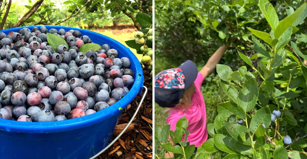 Fill Your Bucket and Soak Up Summer at These 8 Beautiful Oklahoma Blueberry Farms