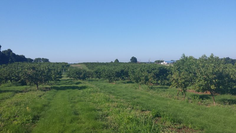 Finding Wind Drift Orchards: Address and First Impressions Finding Wind Drift Orchards: Address and First Impressions