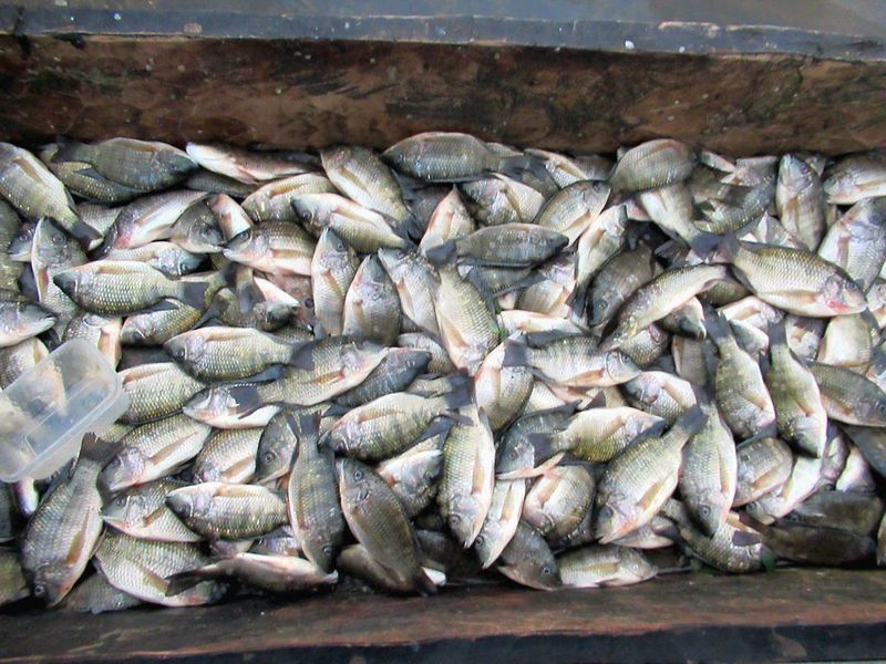 Fish Stocks Fish Stocks