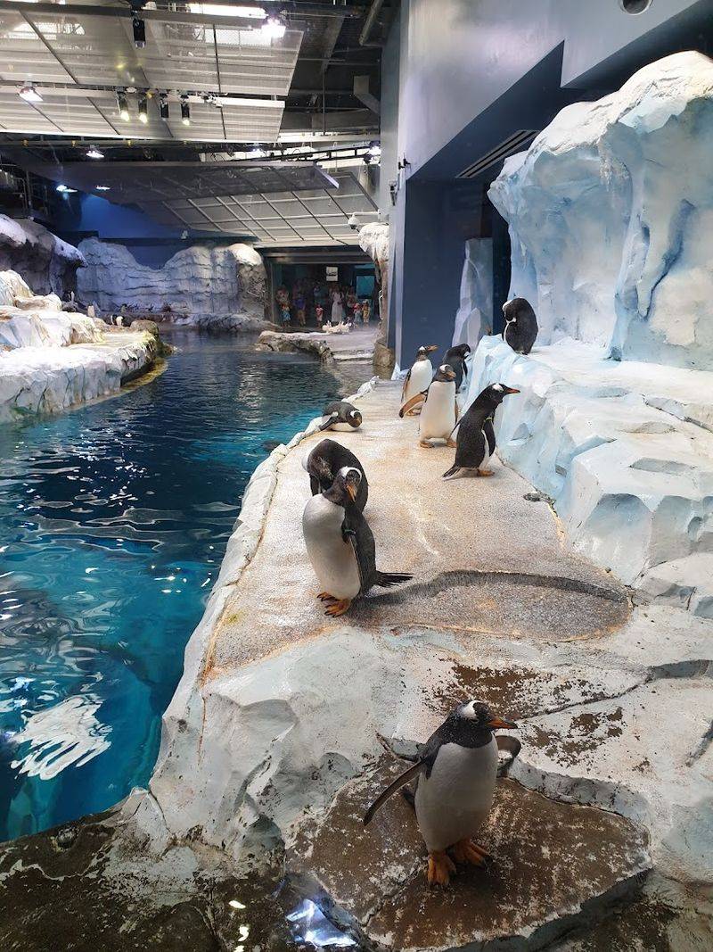 Five Species of Penguins Living Under One Roof