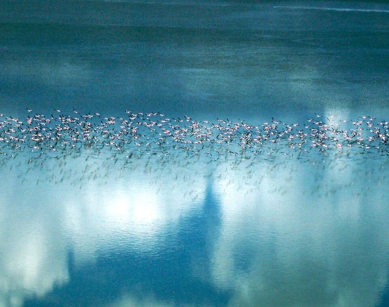 Flamingo Migration, Lake Natron and East African Rift Valley, Tanzania and Kenya