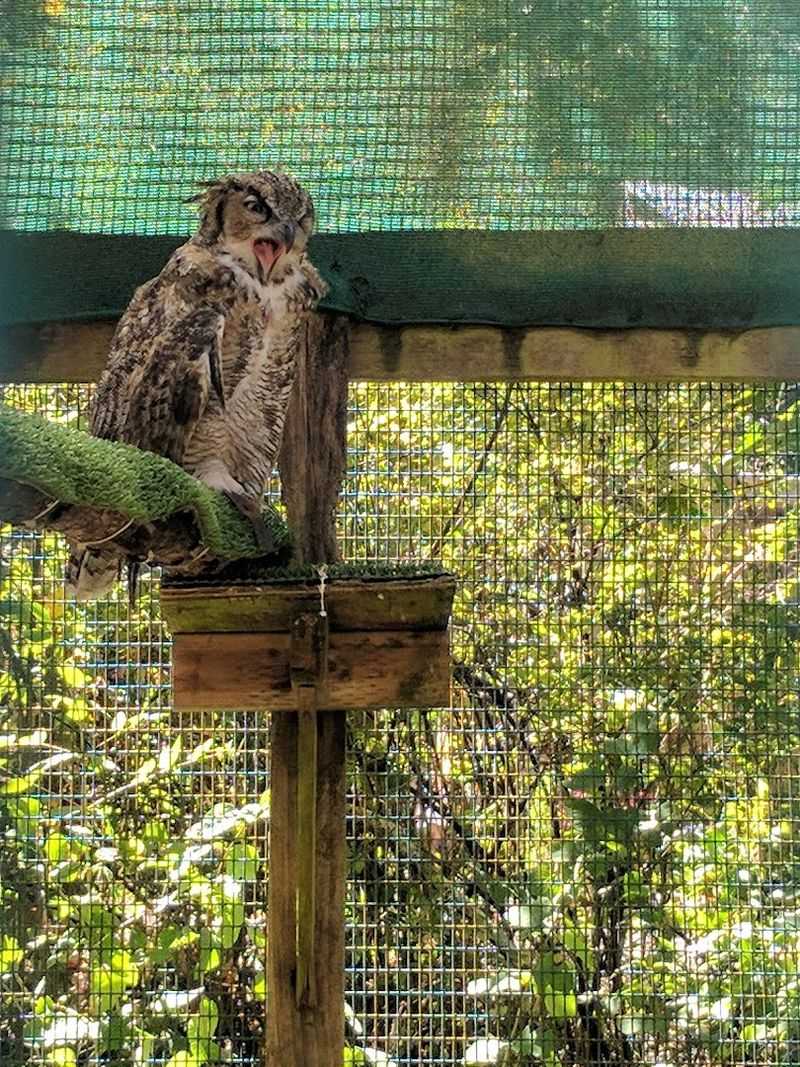 Flight Shows and Raptor Encounters: Getting Closer Than You Expect