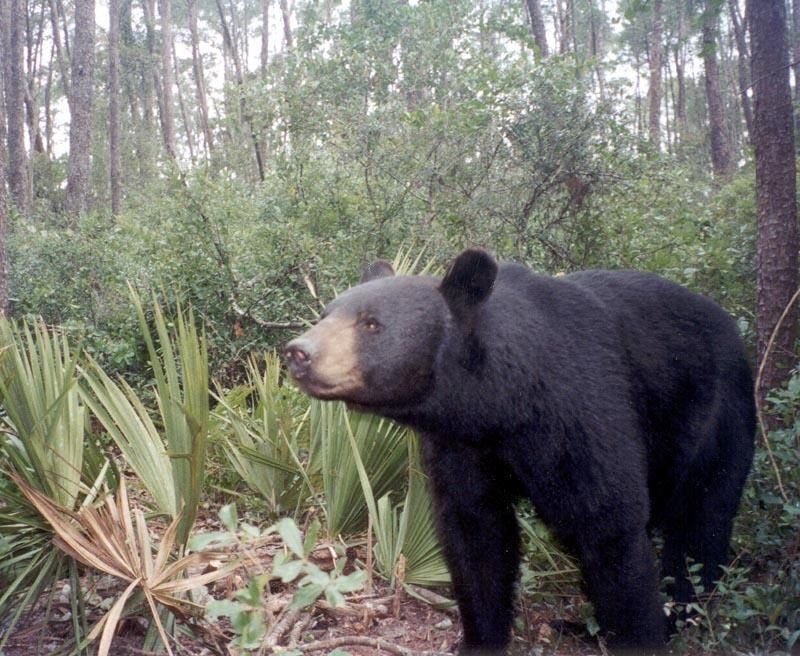 Florida Black Bears Florida Black Bears