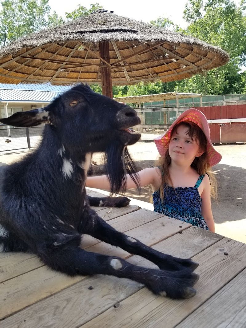 Food, Gifts, and the Art the Animals Made