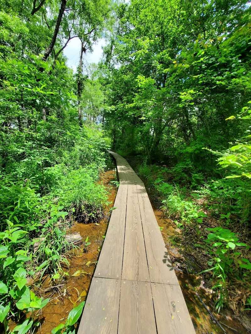 Foraging, Flora, and the Plant Life Along the Path