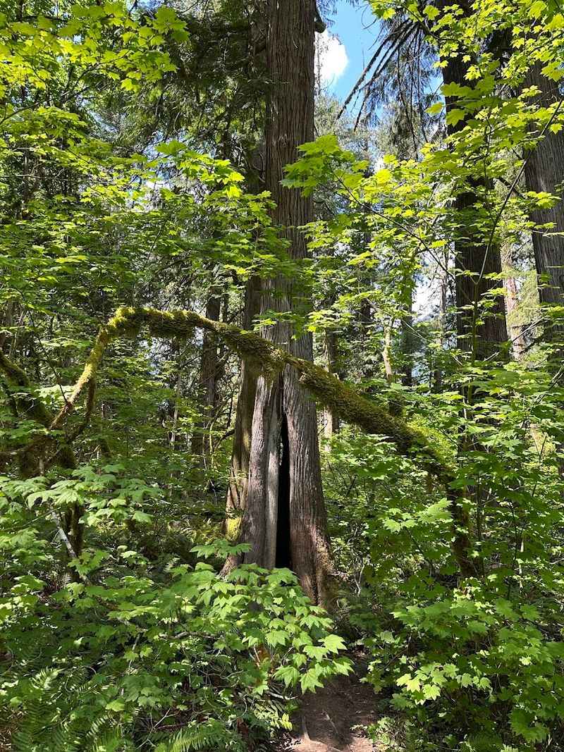 Forest Fire History Written in the Trees