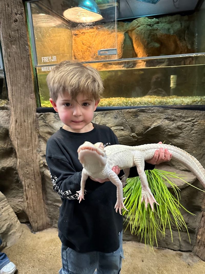 Forty Baby Alligators You Can Actually Hold and Feed