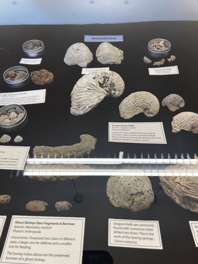 Fossils That Tell New Jersey's Own Ancient Story
