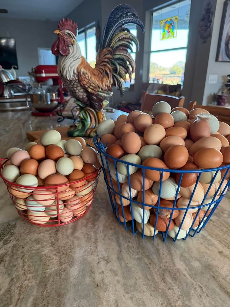 Fresh Eggs and Chickens, Straight From the Source