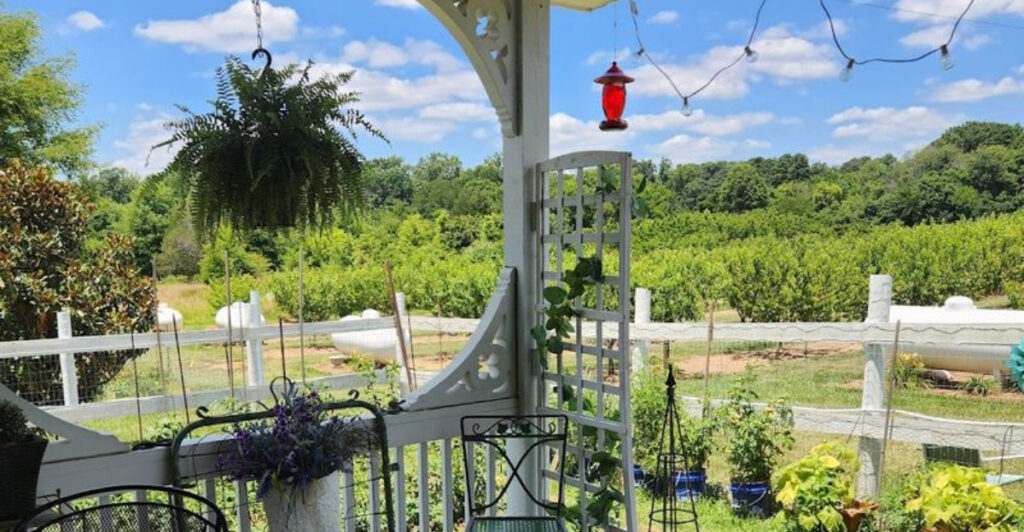 Fresh Peaches and Classic Farm Life Come Together at This North Carolina U-Pick Destination