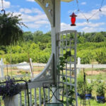 Fresh Peaches and Classic Farm Life Come Together at This North Carolina U-Pick Destination