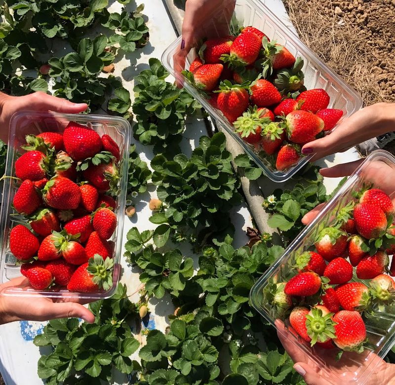 Fresh Strawberries and Seasonal Produce