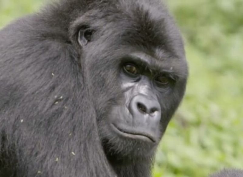 GRACE Gorilla Rehabilitation and Conservation Education Center, Kasugho, Democratic Republic of the Congo