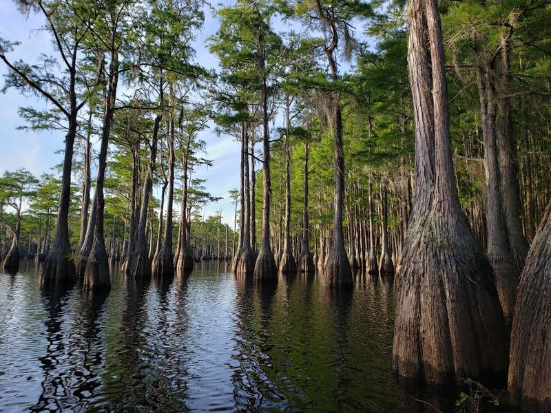 George L. Smith State Park, Twin City, Georgia