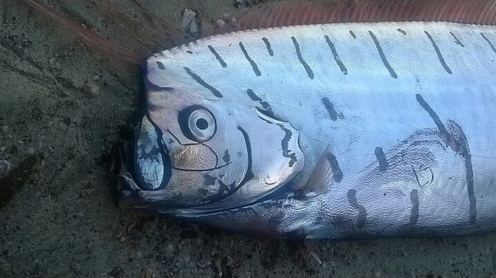 Large Rectangular Fish These 15 Giant Fish Are the Largest Creatures Swimming Today