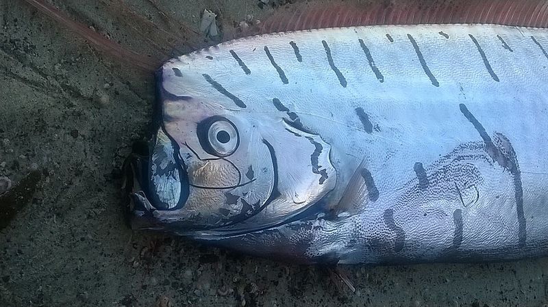 Giant Oarfish (Regalecus glesne) Giant Oarfish (Regalecus glesne)