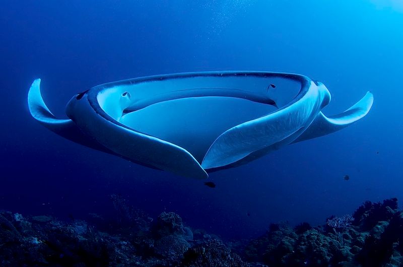 Giant Oceanic Manta Ray (Mobula birostris) Giant Oceanic Manta Ray (Mobula birostris)