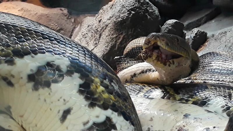 Giant Snakes, Rare Lizards, and a Reptile Collection Unlike Any Other