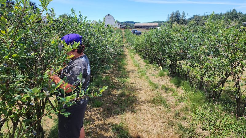 Gibson Farms — Siletz, Oregon Gibson Farms — Siletz, Oregon